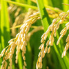 benefit icon